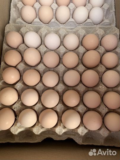 Инкубационное яйцо бройлера росс 308