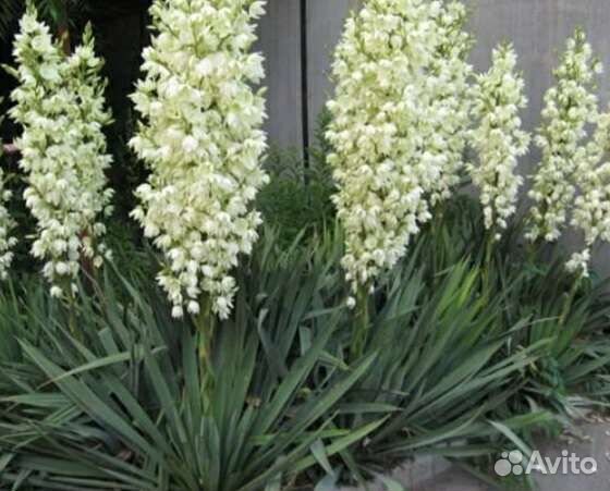 Юкка,бересклет