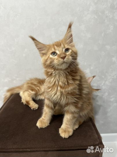 Котята мейн-кун