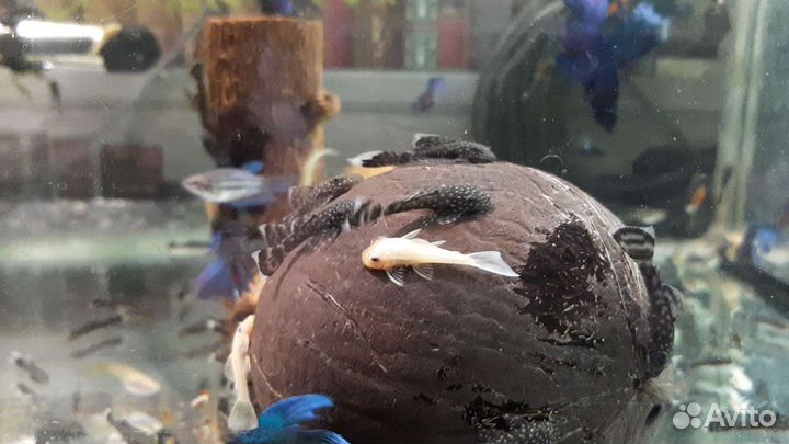 Аквариумные рыбки