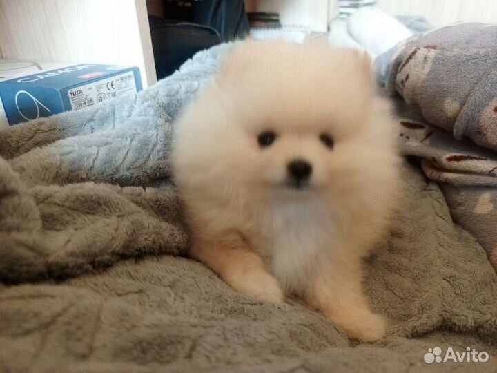 Щенки шпица