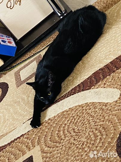 Коты в добрые руки