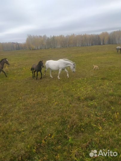 2 кобылы с жеребятами и две кобылы 6 и 7 лет