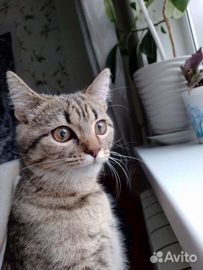 Кошка метис