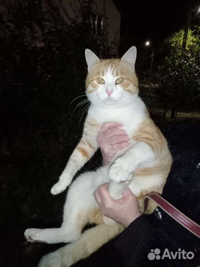 Котик в добрые руки