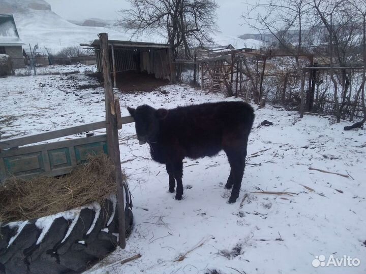 Коровы и телочки