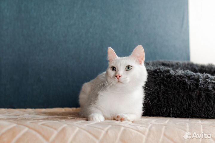 Кот из приюта