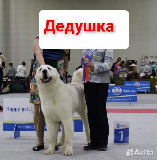 Алабай (сао). Щенки