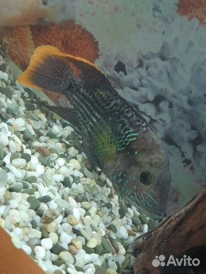 Акара бирюзовая и цихлида