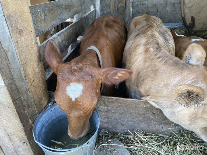 Телята 4 телят