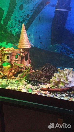 Сом птеригоплихт