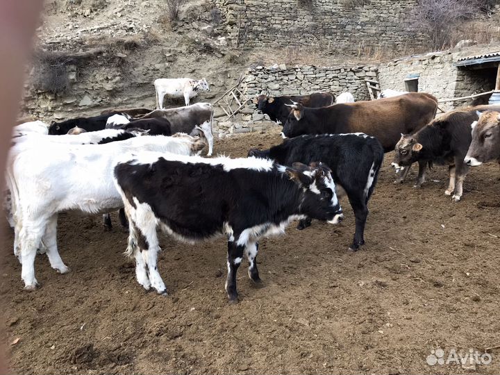 Телята телки