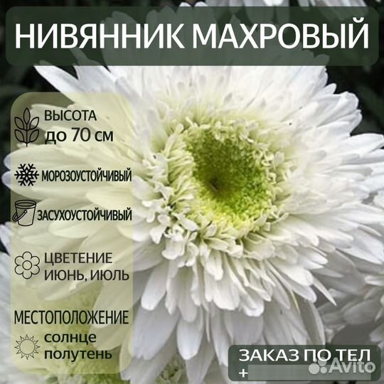 Нивянник махровый