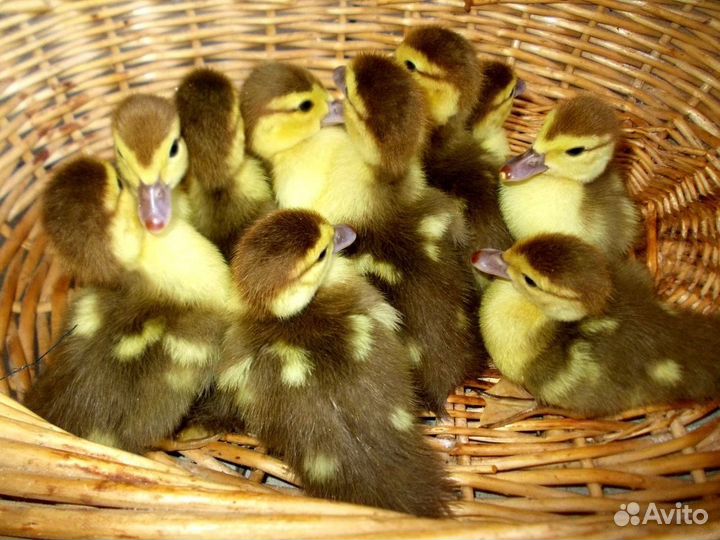 Индоутят подрощенные