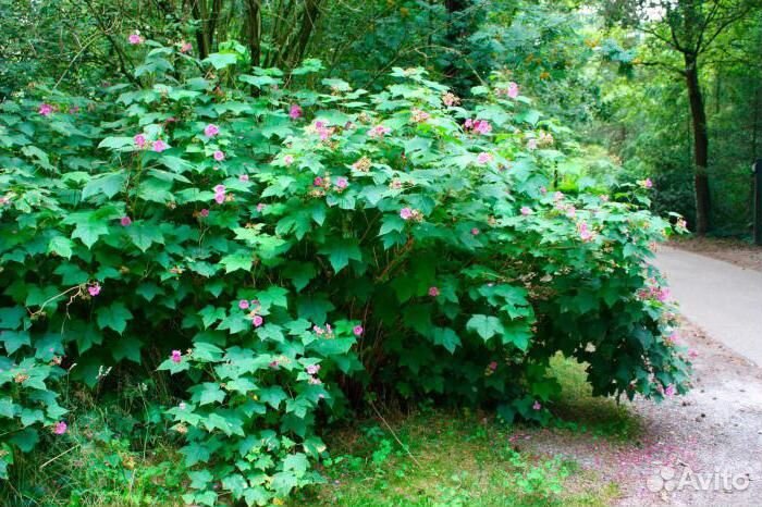 Малина душистая - саженцы