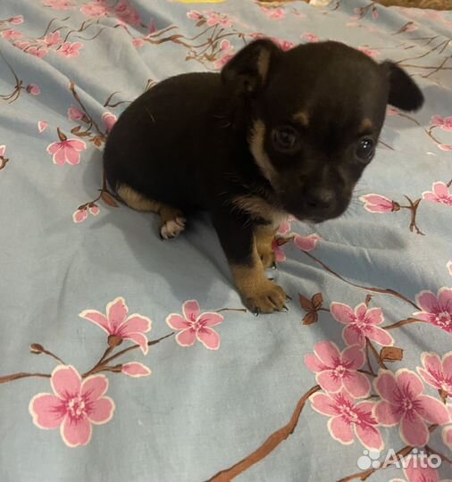 Щенки чихуахуа