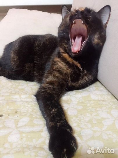 Чудесная трогательная редкого окраса Камилла