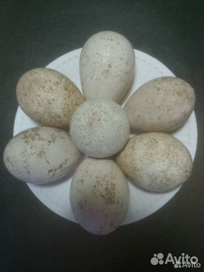 Инкубационное яйцо индейки