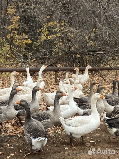Гуси деревенские