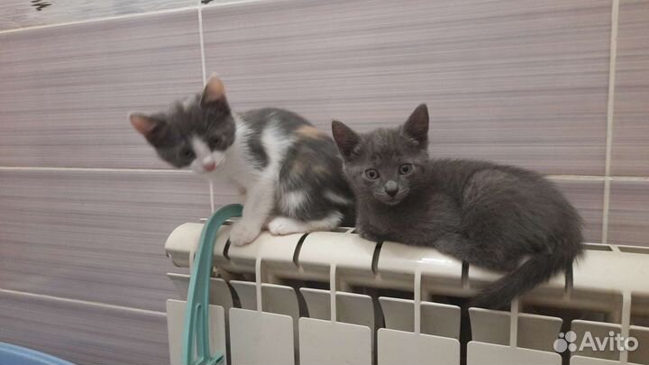 Две девочки ищут дом