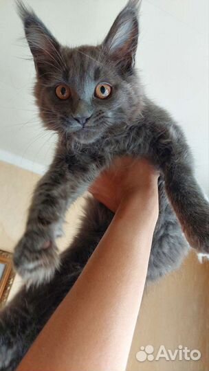 Котята мейн-кун