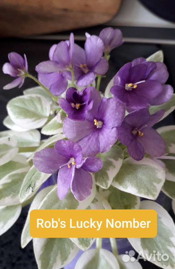 Фиалки полумини и стандарт