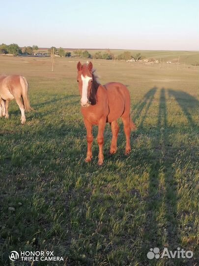 Лошадь жеребец