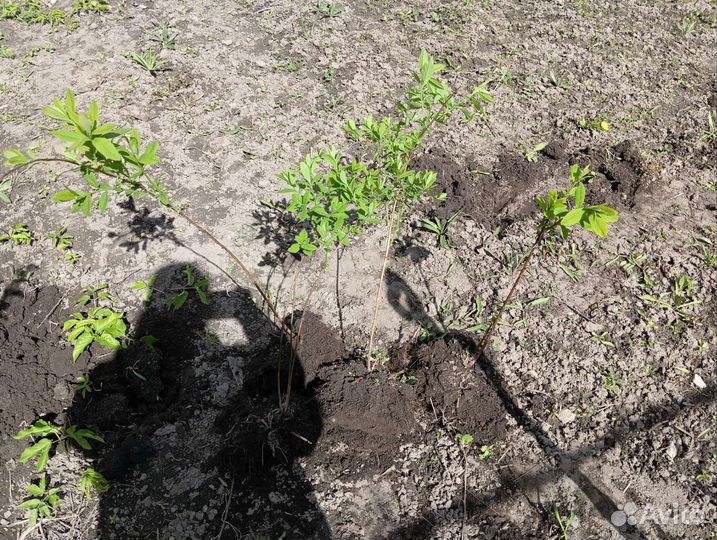 Спирея иволистная