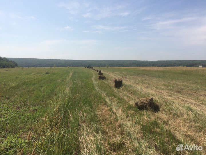 Продаётся сено луговое разнотравье 65 костёр