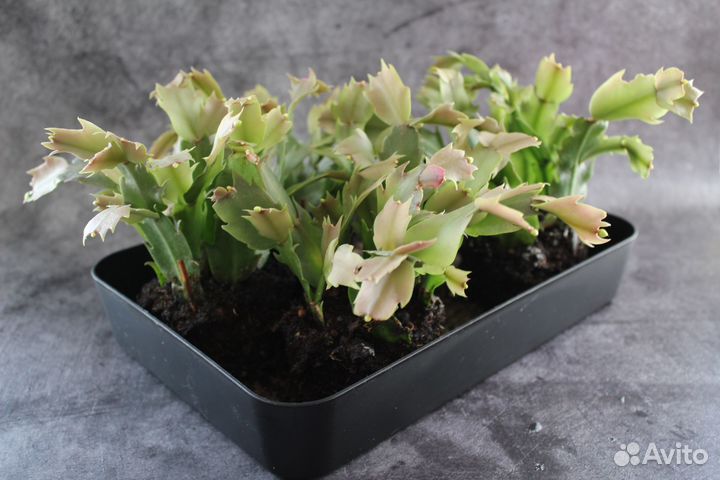 Отростки декабриста шлюмбергера