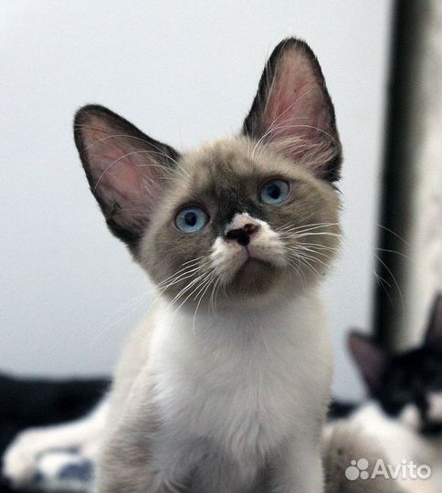 Отдам котят в добрые руки