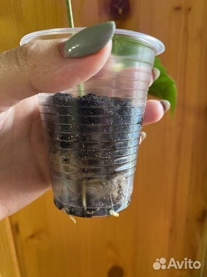 Гибискус El Capitolio Bloody Mary