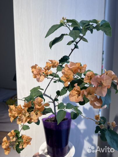 Бугенвиллия