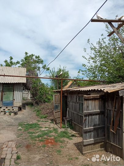 Домашние голуби