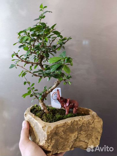 Бонсай кармона цветущий