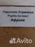 Бабочка в рамке