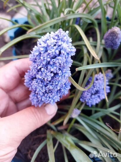 Мускари Блю Скай сортовые махровые