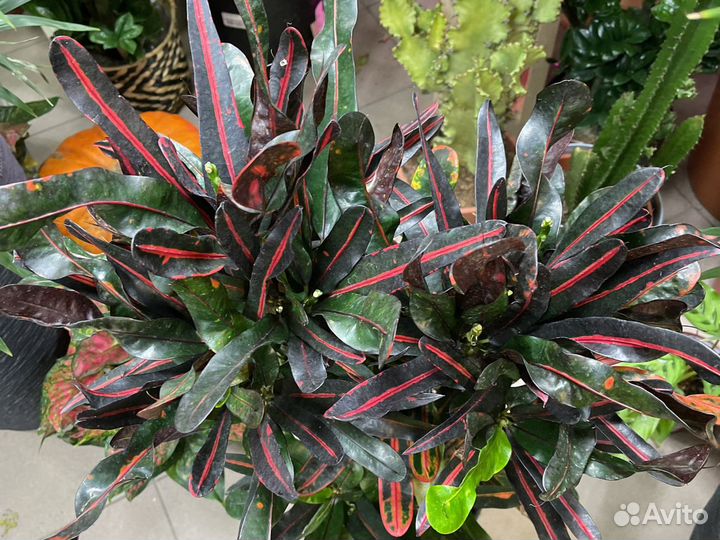 Кротон кодиеум 120см