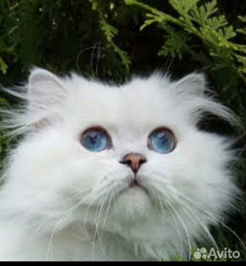 Длинношерстный кот вязка ns1233