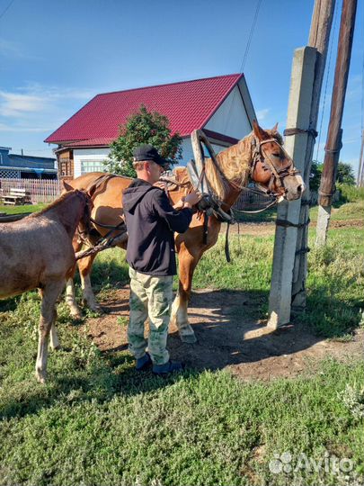 Кобыла с жеребенком