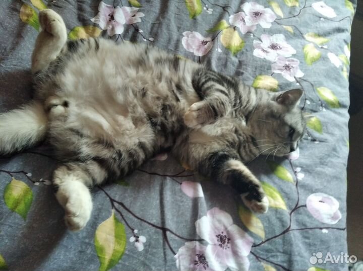 Шотландский кот на вязку