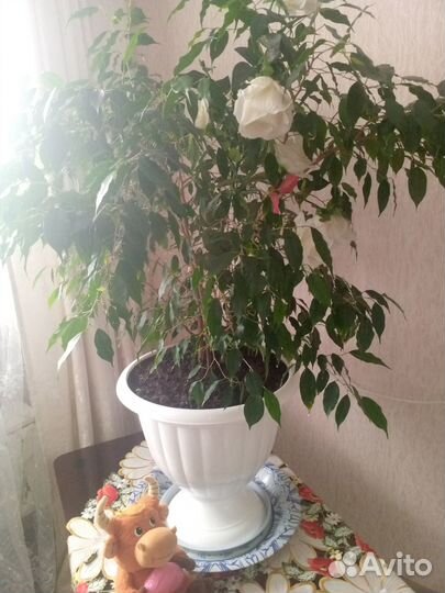 Фикус бенджамина