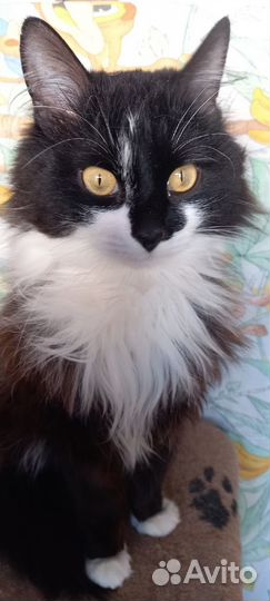 Бруталл котик