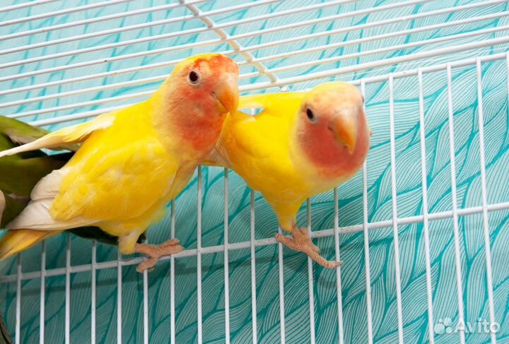 Неразлучник розовощекий птенцы