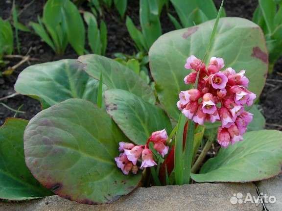 Ароматные расстения в саду и дома