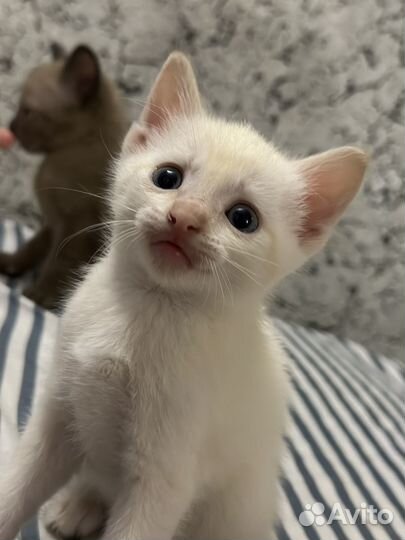 Кошки донской сфинкс