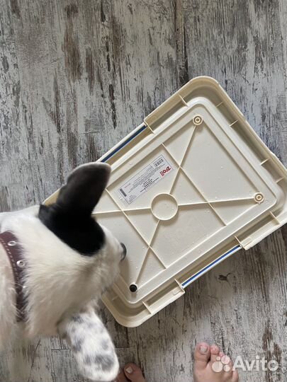 Лоток туалет для мелких собак