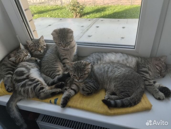 Британские котята