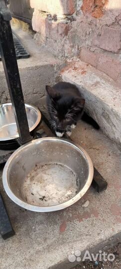 Котенок кот