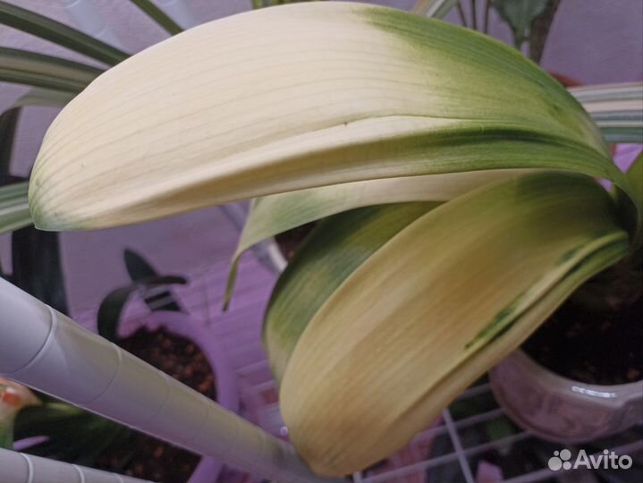 Редкая взрослая кливия - Акебоно